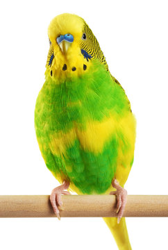 Budgerigar. Parrot isolated on white background.