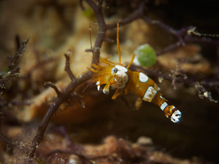 Underwater Squat Shrimp