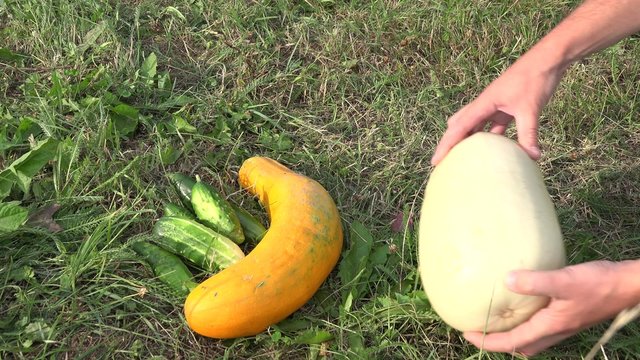 Farmer hands put cucumber, zucchini and pumpkin vegetables on grass. Organic farming and gardening. Vegetarian and raw food. Healthy lifestyle. Static closeup shot. 4K
