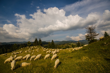 Wypas owiec w Pieninach ,Jaworki