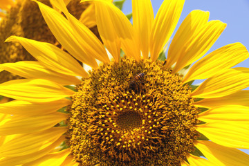 Obraz premium Sunflower