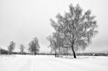 Fototapeta premium winter road Latvia