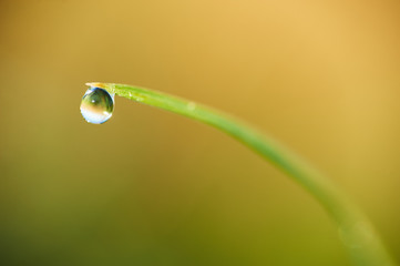 Detail of Dew drops on blades of grass