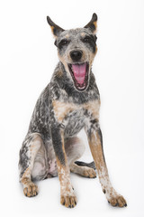 Blue Heeler Puppy