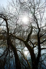 Naklejka premium Flusslandschaft im Gegenlicht