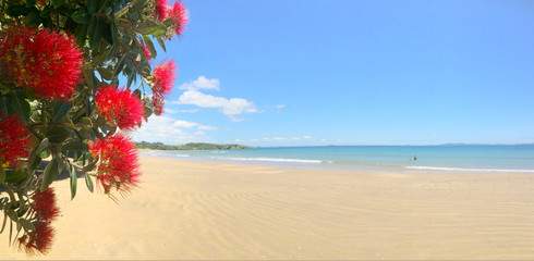 Panoramic view of  Pohutukawa red flowers blossom on December