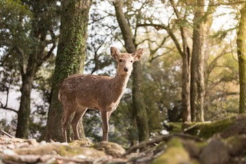 NARA IN JAPAN