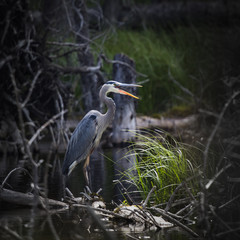 Great Blue Heron