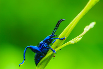 insects, insect, animal, bug
