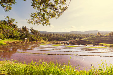 Rice field