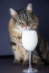 Wunderschöne Katze trinkt Milch aus einem Glas