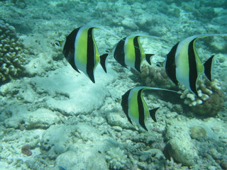 Fototapeta na wymiar Fischgruppe am Hausriff (Malediven)