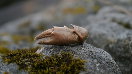 A claw from a crab on a stone with some vegetation 