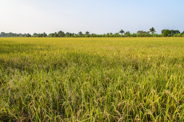 Rice field