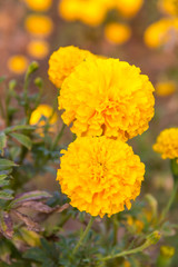 Marigolds (Tagetes erecta, Mexican marigold, Aztec marigold)