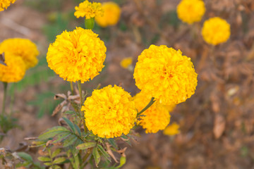 Marigolds (Tagetes erecta, Mexican marigold, Aztec marigold)