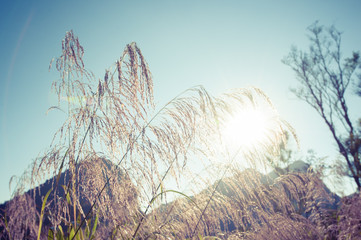 Obraz premium Forest in the Morning Light