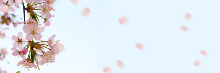 桜　バナー