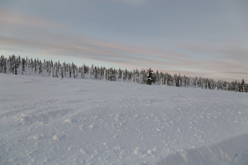 A winter scene with a forest in the background