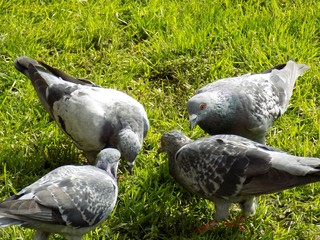 Fototapeta premium Pigeons on lawn
