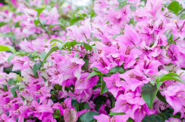 Fototapeta premium Selective focus of beautiful bougainvillea pink for background.