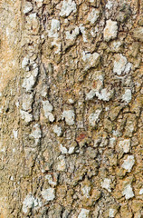 The beautiful bark for background