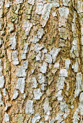 The beautiful bark for background