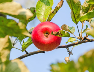 Red apple fruit in the tree, apple tree branch. The apple tree (Malus domestica), rose family