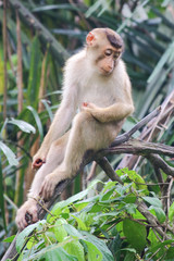 Wild monkey sitting