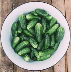 Harvest cucumbers.