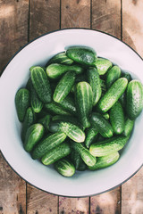 Harvest cucumbers.