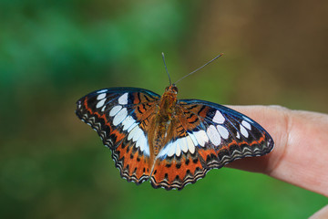 insects, insect, animal, bug,