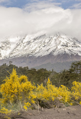 layers of yellow flowers, green tree, mountain, snow, white cloud and blue sky