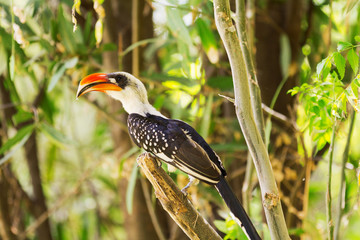 Hornbill