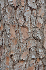 Bark of pine 16