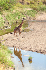 Giraffe in Masai Mara
