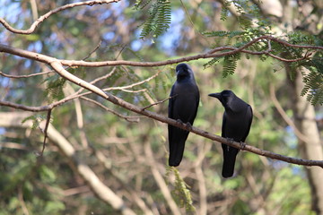 crow Couple