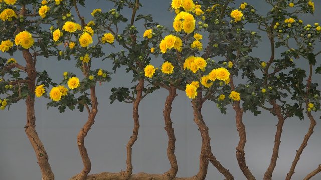 Flowering Chrysanthemum bonsais