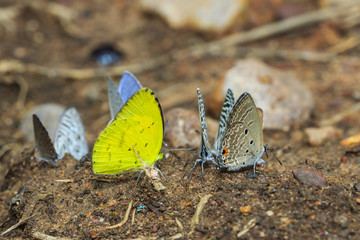Insects,bugs,butterflies