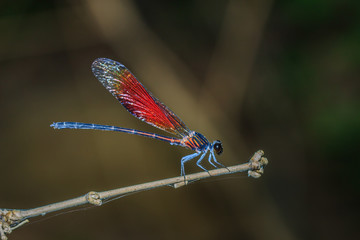 Insects,bugs,dragonflies