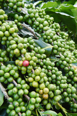 Green coffee beans on stem.