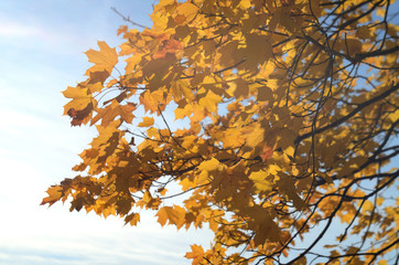 Golden autumn leaves on tree