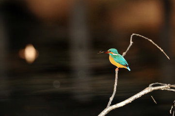 止まり木のカワセミ