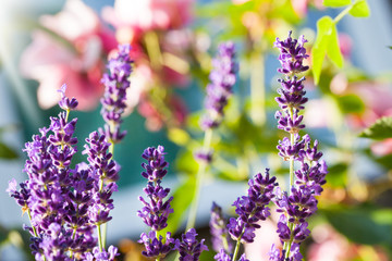 Obraz premium Lavendel im Garten vor Rosenblüten