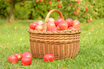 Wicker basket full of red apples