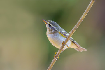 Right side of Yellow-browed Warbler (Phylloscopus inornatus) on the branch