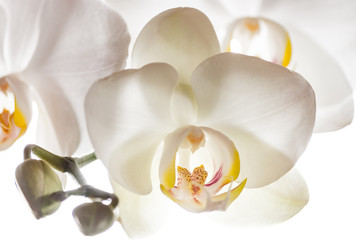 Obraz na płótnie Canvas Weiße Orchidee - White Orchid