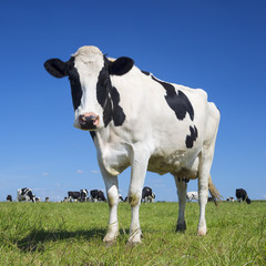 Fototapeta na wymiar black and white cow with blue sky