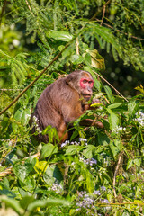 Portrait of Stump-tailed macaque(Macaca arctoides)  at Kengkracharn National park,Thailand