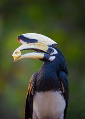 Close up head shot of  Oriental pied hornbill(Anthracoceros albirostris) with banana 